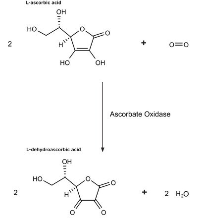 抗坏血酸氧化酶